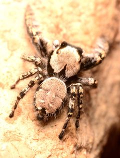 Adult male Phidippus carolinensis dorsal by Salticidude. Used under a CC BY-SA 4.0 license.