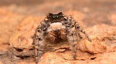 Adult male Phidippus carolinensis face by Salticidude. Used under a CC BY-SA 4.0 license.