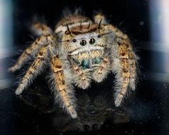Phidippus carolinensis 21826465 by Meghan Cassidy. Used under a CC BY-SA 4.0 license.