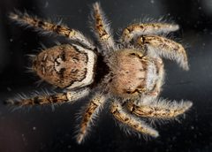 Phidippus carolinensis 21826466 by Meghan Cassidy. Used under a CC BY-SA 4.0 license.