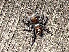 Phidippus comatus by iNaturalist user: hurlbert. Used under a CC0 license.