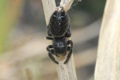 Phidippus cryptus by Qwexcxewq. Used under a CC BY 4.0 license.