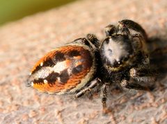 Adult female Phidippus insignarius dorsal by Salticidude. Used under a CC BY-SA 4.0 license.