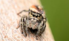 Adult female Phidippus insignarius face by Salticidude. Used under a CC BY-SA 4.0 license.