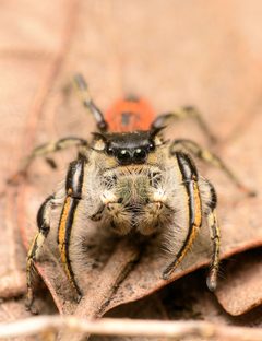 Adult male Phidippus insignarius face by Salticidude. Used under a CC BY-SA 4.0 license.