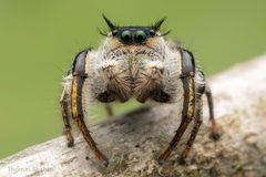 Phidippus insignarius - male jumping spider - Oklahoma by Thomas Shahan. Used under a CC BY 2.0 license.