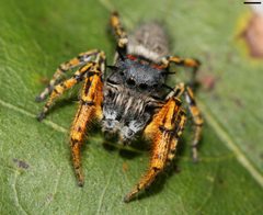 Phidippus mystaceus 0250 by platycryptus. Used under a CC BY 2.0 license.