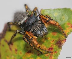 Phidippus mystaceus 0541 by platycryptus. Used under a CC BY 2.0 license.