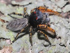 Phidippus mystaceus 0595 by platycryptus. Used under a CC BY 2.0 license.