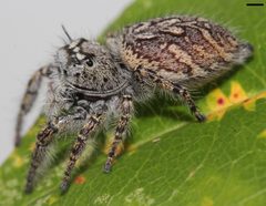 Phidippus mystaceus 2613 by platycryptus. Used under a CC BY 2.0 license.