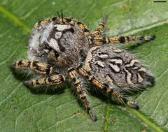 Phidippus mystaceus 5363 by David Hill. Used under a CC BY 2.0 license.