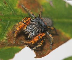 Phidippus mystaceus 9952 by platycryptus. Used under a CC BY 2.0 license.