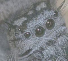 Phidippus mystaceus eyes by Patrick Edwin Moran. Used under a CC BY-SA 3.0 license.