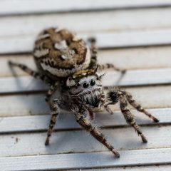 Phidippus pruinosus female dorsal by Meghan Cassidy. Used under a CC BY-SA 4.0 license.