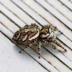 Phidippus pruinosus female dorsal2 by Meghan Cassidy. Used under a CC BY-SA 4.0 license.