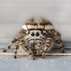 Phidippus pruinosus female face by Meghan Cassidy. Used under a CC BY-SA 4.0 license.