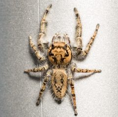 Phidippus pruinosus male dorsal by Jgw-atx. Used under a CC BY 4.0 license.