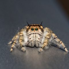 Phidippus pruinosus male face by Jgw-atx. Used under a CC BY 4.0 license.