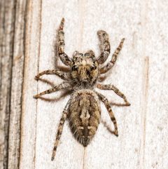 Phidippus pruinosus subadult male dorsal by Jgw-atx. Used under a CC BY 4.0 license.