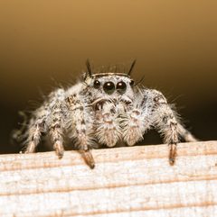 Phidippus pruinosus subadult male face by Jgw-atx. Used under a CC BY 4.0 license.