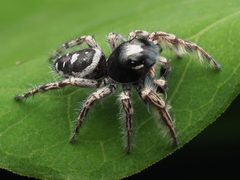 Male Phidippus putnami 04 by Nosferattus. Used under a CC0 license.