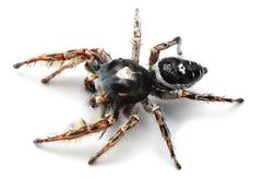 Phidippus putnami 400764449 by Matthew Lindsey. Used under a CC BY 4.0 license.