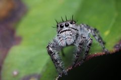 Phidippus putnami female by Kaldari. Used under a CC0 license.