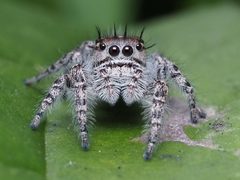 Phidippus putnami female 01 by Kaldari. Used under a CC0 license.
