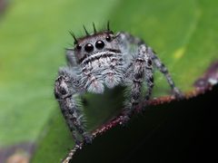 Phidippus putnami female 03 by Kaldari. Used under a CC0 license.