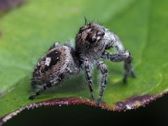 Phidippus putnami female 04 by Kaldari. Used under a CC0 license.