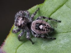 Phidippus putnami female 05 by Kaldari. Used under a CC0 license.