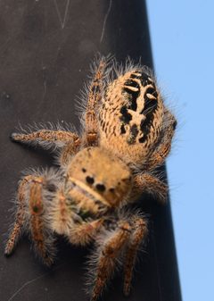Adult female Phidippus texanus dorsal by Salticidude. Used under a CC BY-SA 4.0 license.