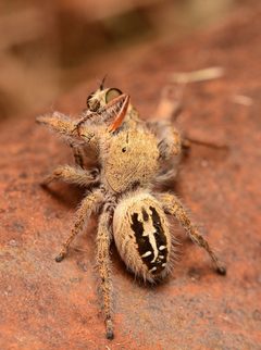 Adult female Phidippus texanus dorsal2 by Salticidude. Used under a CC BY-SA 4.0 license.