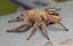 Adult female Phidippus texanus dorsal3 by Salticidude. Used under a CC BY-SA 4.0 license.