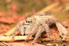 Adult female Phidippus texanus face by Salticidude. Used under a CC BY-SA 4.0 license.
