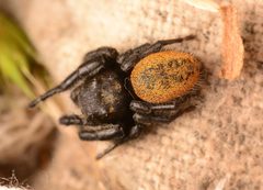 Adult male Phidippus texanus dorsal by Salticidude. Used under a CC BY-SA 4.0 license.