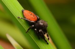 Adult male Phidippus texanus dorsal2 by Salticidude. Used under a CC BY-SA 4.0 license.