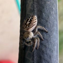 Phidippus texanus 24198026 by Sue Ann (Suna) Kendall. Used under a CC BY 4.0 license.
