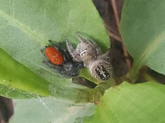 Phidippus texanus 44448854 by Austin R. Kelly. Used under a CC BY 4.0 license.