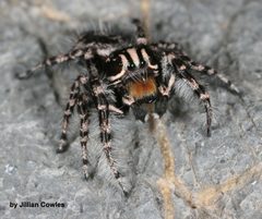 Phidippus tigris 91834649 by jcowles. Used under a CC BY 4.0 license.