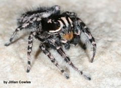 Phidippus tigris 91834689 by jcowles. Used under a CC BY 4.0 license.