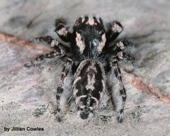 Phidippus tigris 91834726 by jcowles. Used under a CC BY 4.0 license.