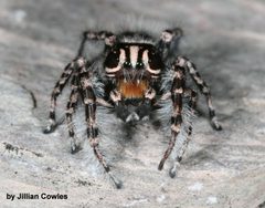 Phidippus tigris 91834763 by jcowles. Used under a CC BY 4.0 license.
