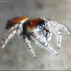 Phidippus species by wikipedia. Used under a CC BY-SA 3.0 license.