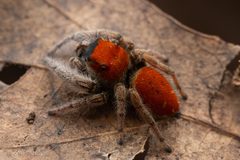 Phidippus whitmani - male jumping spider - Oklahoma by Thomas Shahan. Used under a CC BY 2.0 license.