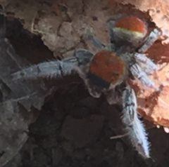 Phidippus whitmani 2020 by Packer1028. Used under a CC0 license.