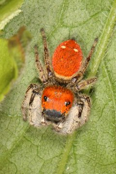 Phidippus whitmani 20581268 by Judy Gallagher. Used under a CC BY 4.0 license.
