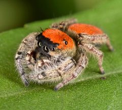 Phidippus whitmani 52506869 by skitterbug. Used under a CC BY 4.0 license.