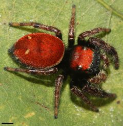 Phidippus whitmani 6703 by David Hill. Used under a CC BY 2.0 license.