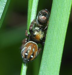 Phidippus whitmani P1000284a by
xpda. Used under a CC BY-SA 4.0 license.